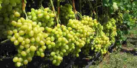 Kako i čime obraditi grožđe u jesen od štetočina i bolesti